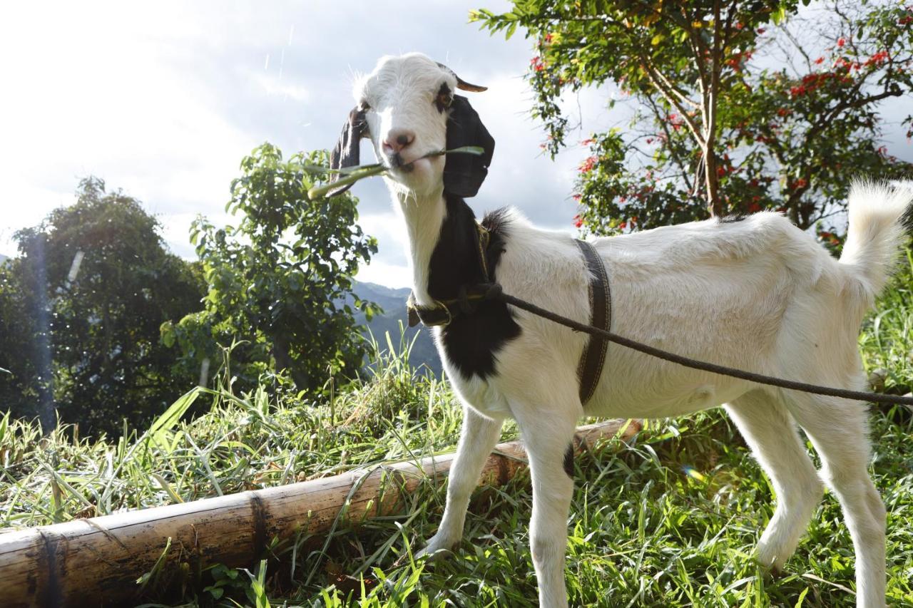 Ecohotel Monteverde لا فيغا المظهر الخارجي الصورة